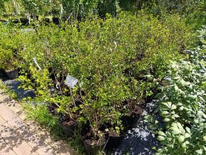 Сирень Мейера Палибин (Palibin)