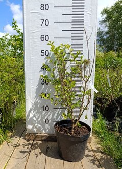 Сирень Мейера Палибин (Palibin)