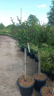 Сирень Мейера Палибин (Palibin)