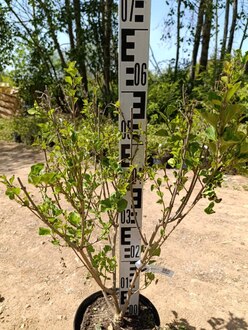 Сирень Мейера Палибин (Palibin)