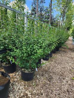 Сирень Мейера Палибин (Palibin)