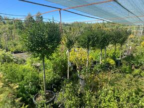 Сирень Мейера Палибин (Palibin)