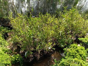 Сирень Мейера Палибин (Palibin)