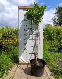 Сирень обыкновенная Мишель Бюхнер (Michel Buchner)