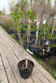 Сирень обыкновенная Мишель Бюхнер (Michel Buchner)