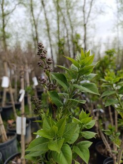 Сирень обыкновенная Мишель Бюхнер (Michel Buchner)