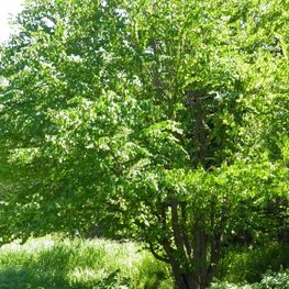 Багрянник японский Церцидифиллум японикум (Cercidiphyllum japonicum)