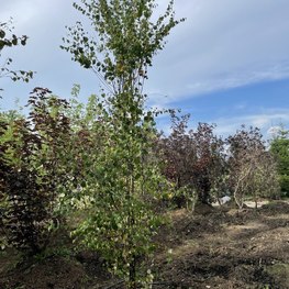 Багрянник японский Церцидифиллум японикум (Cercidiphyllum japonicum)