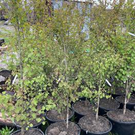 Багрянник японский Церцидифиллум японикум (Cercidiphyllum japonicum)