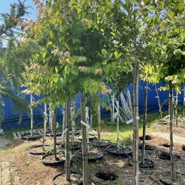 Багрянник японский Церцидифиллум японикум (Cercidiphyllum japonicum)