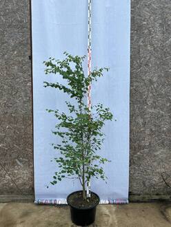 Багрянник японский Церцидифиллум японикум (Cercidiphyllum japonicum)