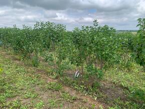 Сирень обыкновенная Виолетта (Violetta)