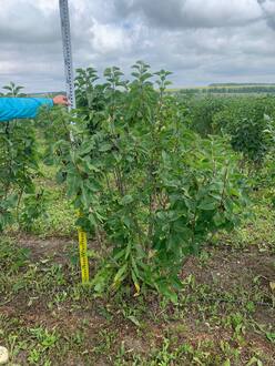 Сирень обыкновенная Виолетта (Violetta)