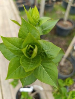 Сирень обыкновенная "Памяти Людвига Шпета"