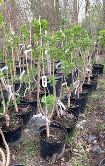 Сирень обыкновенная "Памяти Людвига Шпета"