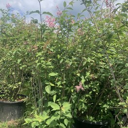 Сирень гибридная Пинк Перфюм (Pink Perfume)