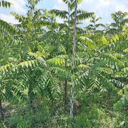 Бархат амурский Феллодендрон (Phellodendron)