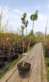 Сирень обыкновенная "Принц Волконский"