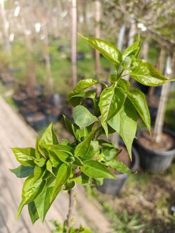 Сирень обыкновенная "Принц Волконский"