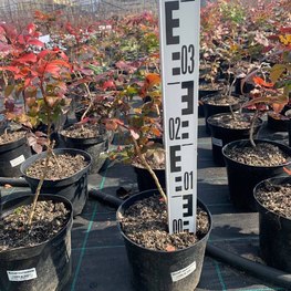 Магония падуболистная