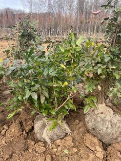 Магония падуболистная