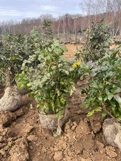 Магония падуболистная