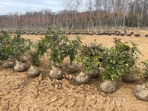 Магония падуболистная