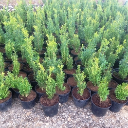 Самшит вечнозеленый Буксус (Buxus)