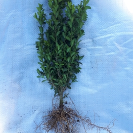 Самшит вечнозеленый Буксус (Buxus)