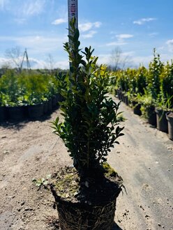 Самшит вечнозеленый Буксус (Buxus)
