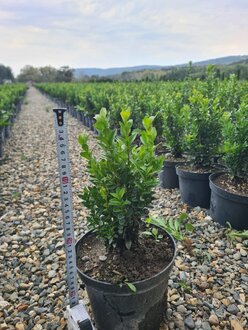 Самшит вечнозеленый Буксус (Buxus)
