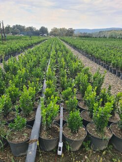 Самшит вечнозеленый Буксус (Buxus)