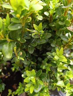Самшит вечнозеленый Буксус (Buxus)