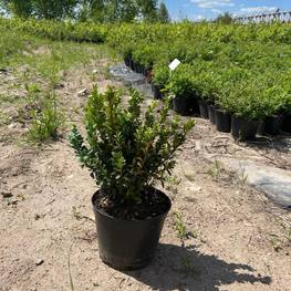 Самшит вечнозеленый Буксус (Buxus)