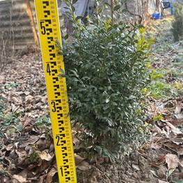 Самшит вечнозеленый Буксус (Buxus)