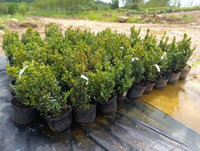 Самшит вечнозеленый Буксус (Buxus)