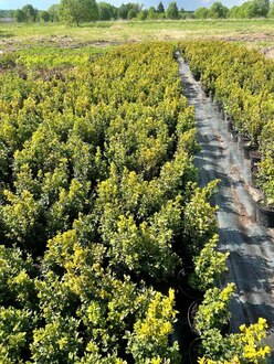 Самшит вечнозеленый Буксус (Buxus)