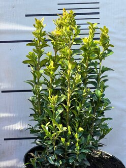 Самшит вечнозеленый Буксус (Buxus)