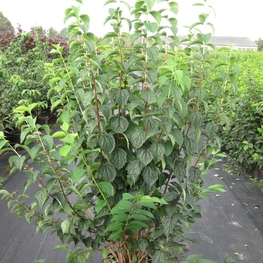 Чубушник венечный Филадельфус коронариус (Philadelphus coronaria)
