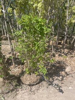 Чубушник венечный Филадельфус коронариус (Philadelphus coronaria)