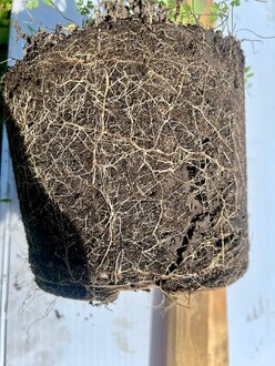 Чубушник венечный Филадельфус коронариус (Philadelphus coronaria)