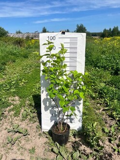 Чубушник венечный Филадельфус коронариус (Philadelphus coronaria)