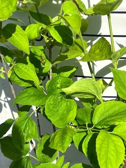 Чубушник венечный Филадельфус коронариус (Philadelphus coronaria)