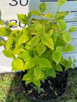 Чубушник венечный Филадельфус коронариус (Philadelphus coronaria)