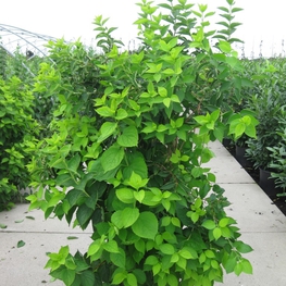 Чубушник венечный Ауреус (Aureus)