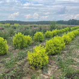 Чубушник венечный Ауреус (Aureus)