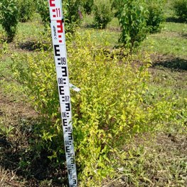 Чубушник венечный Ауреус (Aureus)