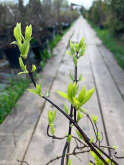 Чубушник венечный Ауреус (Aureus)