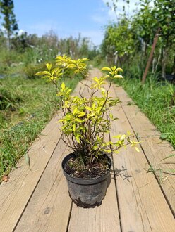Чубушник венечный Ауреус (Aureus)