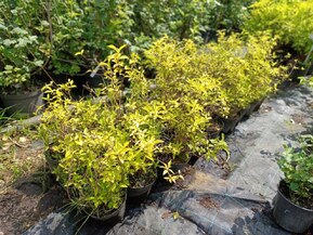 Чубушник венечный Ауреус (Aureus)